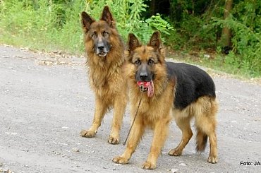 Parys i Tobi #GILDOWiernyDruh #OwczarkiNiemieckie #Parys #PsieZaprzęgi #Tobi