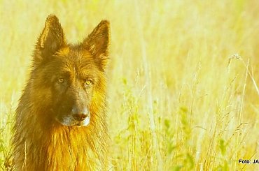 Parys i Tobi #GILDOWiernyDruh #OwczarkiNiemieckie #Parys #PsieZaprzęgi #Tobi