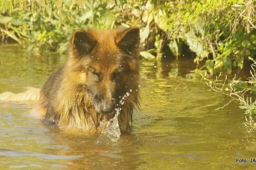 Parys i Tobi #GILDOWiernyDruh #OwczarkiNiemieckie #Parys #PsieZaprzęgi #Tobi