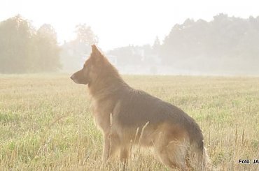 Parys i Tobi #GILDOWiernyDruh #OwczarkiNiemieckie #Parys #PsieZaprzęgi #Tobi