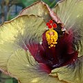 Hibiscus Dark Continent