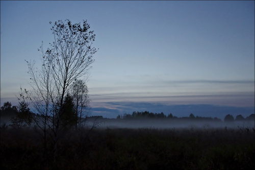 wieczorne mgły