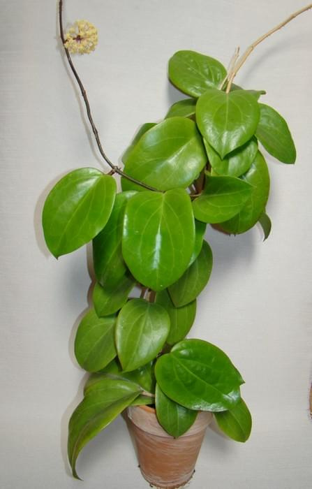 Hoya surigaoensis