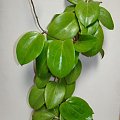 Hoya surigaoensis