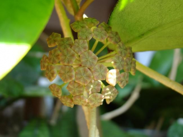 Hoya juannguoana