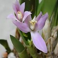 Laelia lucasiana