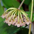 Hoya halophila IML 1116