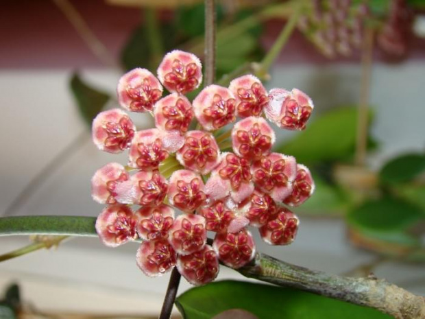 Hoya halophila IML 1116