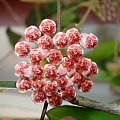 Hoya halophila IML 1116