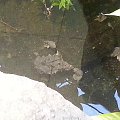 żółw Matamata