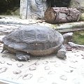 żółw olbrzymi